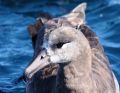 Black-fotted Albatross